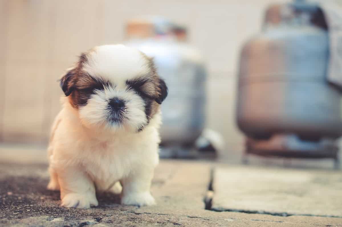 Before You Get A Puppy — Here Is What You Should Know